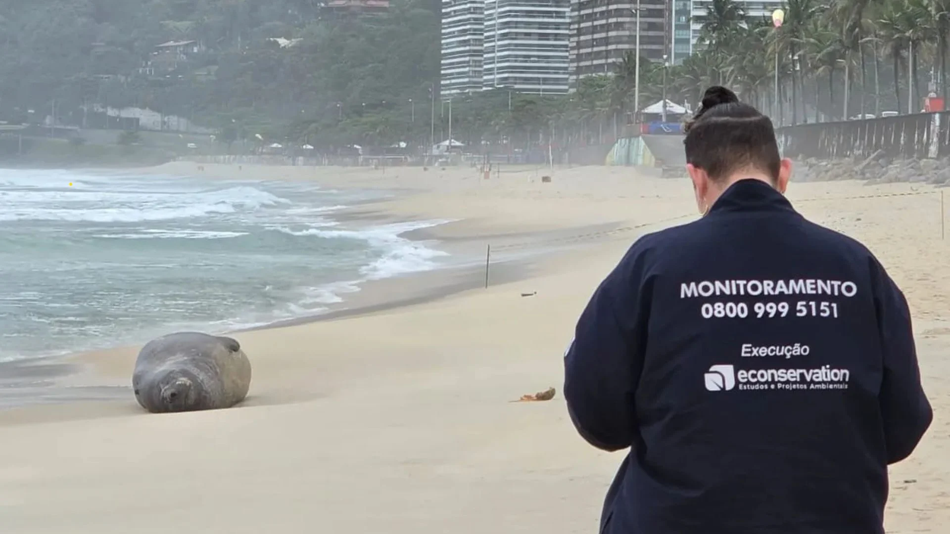 Elefante-marinho é avistado em São Conrado, e Bombeiros delimitam área da praia no Rio