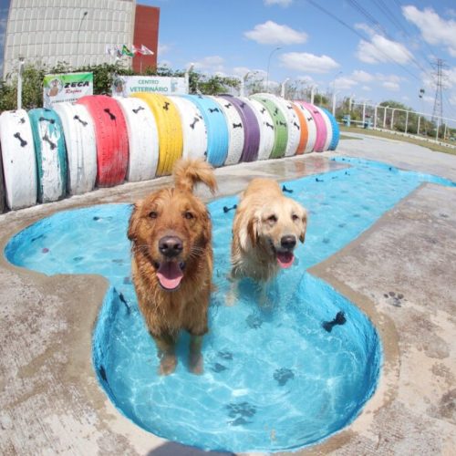 PlayPet celebra sete anos de diversão e cuidados para os nossos amigos de quatro patas