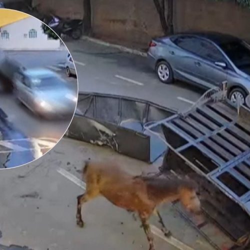 Acidente em estrada serrana: Reboque com pônei vira e quase acerta pedestre