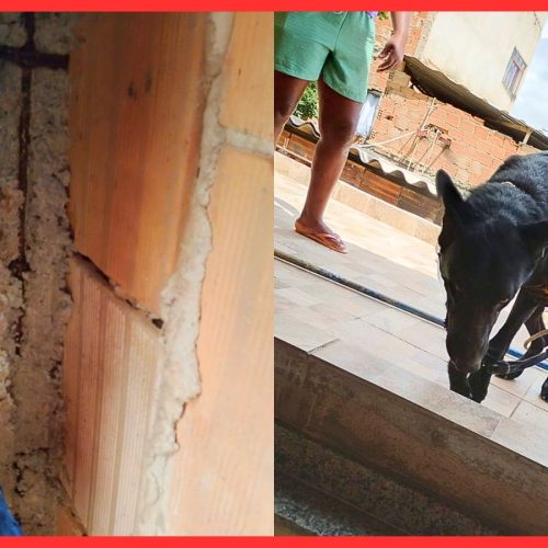 Cachorro resgatado de vala após fogos de artifício em clássico Cruzeiro x Atlético em BH.