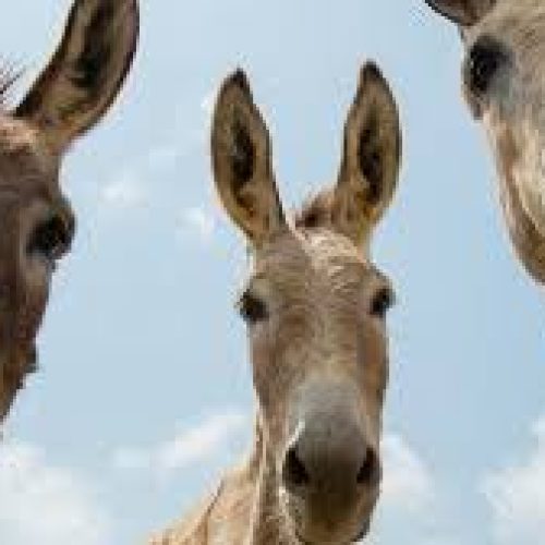 Rio de Janeiro: ONG The Donkey Sanctuary defende agricultura celular como solução em congresso internacional